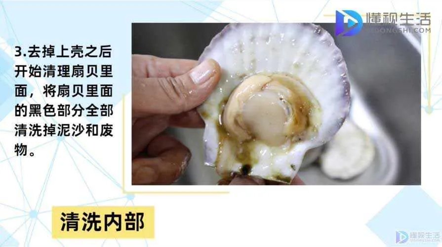 如何清洗扇贝