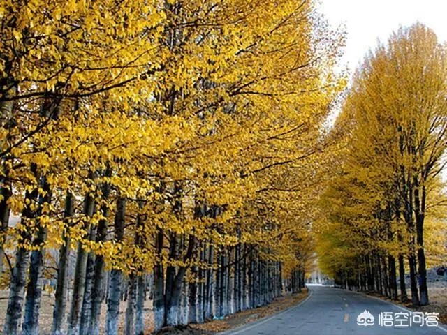 别墅庭院设计要注意哪些？