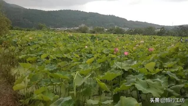 去云南腾冲旅游，租房住一段时间玩，租哪里好？有何建议？