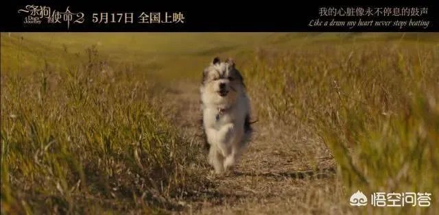 如何评价电影《一条狗的使命2》？