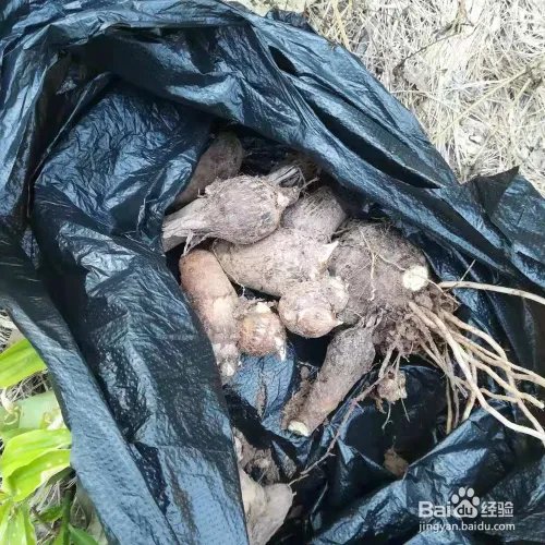 如何挖芋头的方法