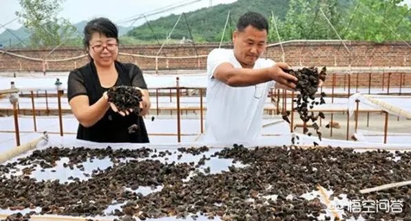 食用菌从种植到加工需要用到什么设备?