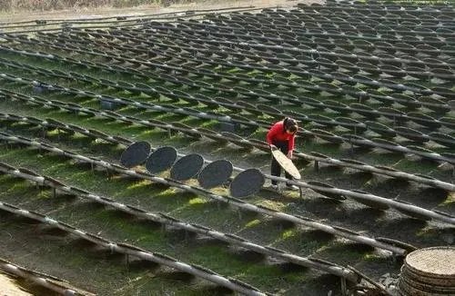 象山有哪些特产可以带_宁波象山特产有哪些值得带