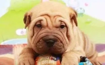 2023年农历冬月初十黄道吉日查询