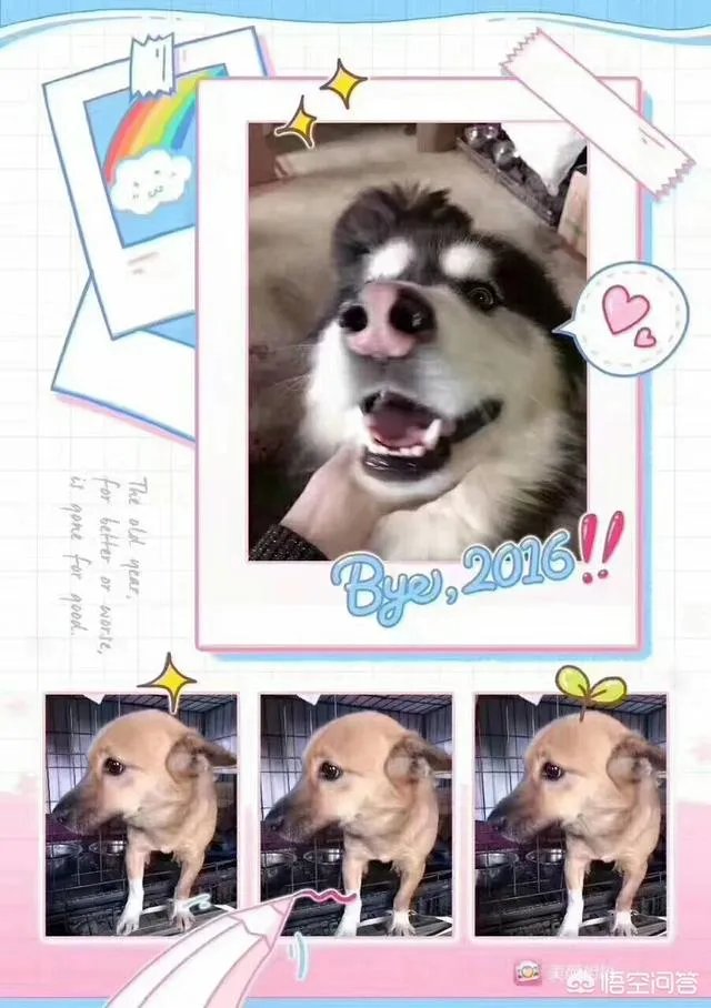 保定一老人卖房救助流浪狗，救助站不慎失火，为抢救狗狗烧伤半边脸，这个事你怎么看？