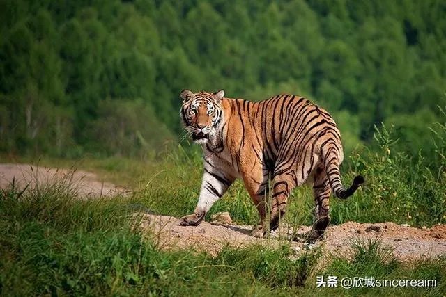 吉林男子偶遇300斤大老虎,老虎频繁现身,是生态变好还是变差?