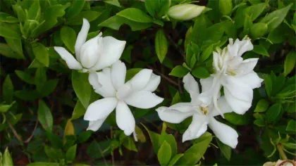 小叶栀子花养护方法