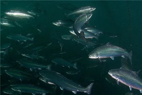 海鱼的种类图片 最好吃的几种海鱼有哪些