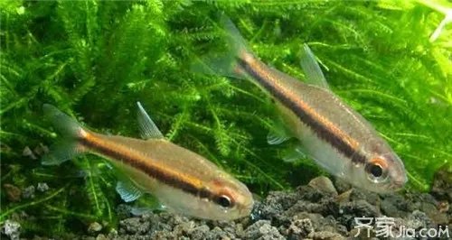 霓虹灯鱼怎么养 霓虹灯鱼的繁殖技巧