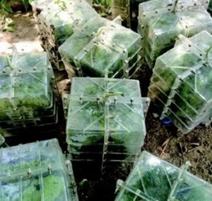 这种方形西瓜是怎么种出来的,好不好吃?