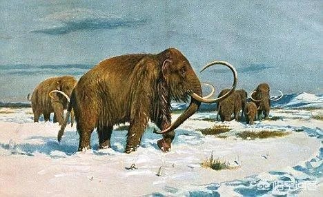 如果猛犸象复活计划成功了，人类会灭绝吗？你怎么看？