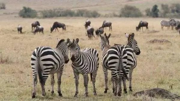 斑马到底是长着白条纹的黑马还是长着黑条纹的白马?