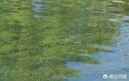 小龙虾养多久可以长大，它需要怎样的生长环境？