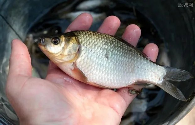 请毕业生吃全鱼宴 大学1500斤鱼免费请学生吃