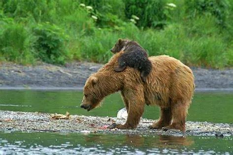 为什么bore是bear的过去式?