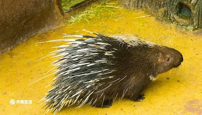 豪猪和哪种动物是近亲