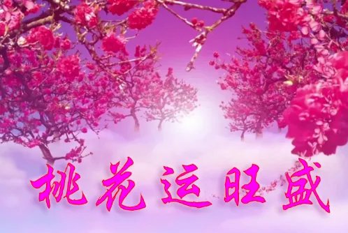 女人走桃花运什么意思 女人走桃花运好不好